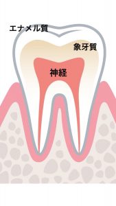 歯の中身