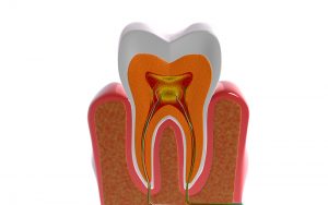 歯の内部構造