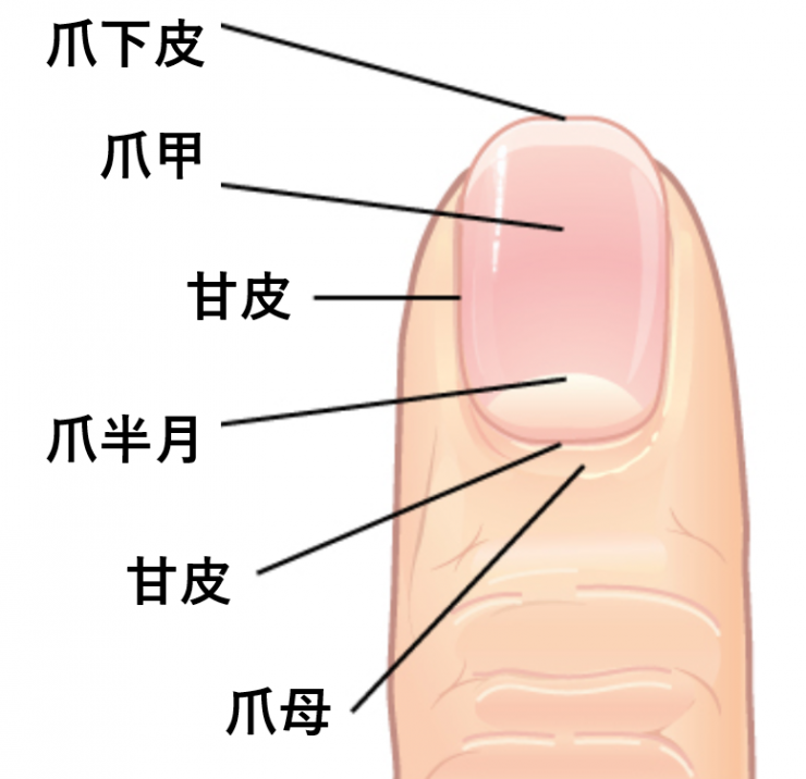 爪の縦線は要注意 爪の異常でわかる健康状態と治す方法 Lil リル