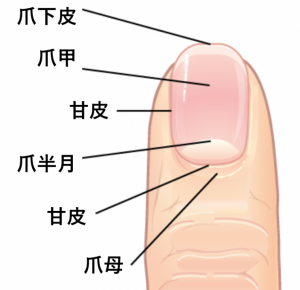 爪の構造